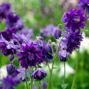 Aquilegia/Parastā Ozolīte “Barlow Blue”