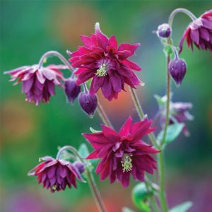Aquilegia/Parastā Ozolīte “Ruby Port”