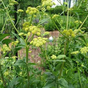 Garšaugs - Lupstājs Lovage