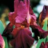 Īriss “Burgundy”