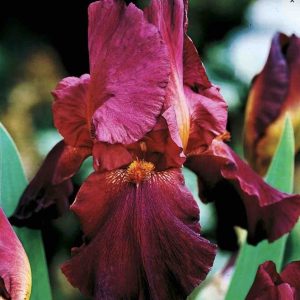 Īriss “Burgundy”