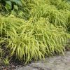Japānas Mežu Zāle “Hakonechloa Aureola”