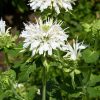 Monarda “Schneewittehen”