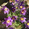 Silpurene “Vulgaris Blue”
