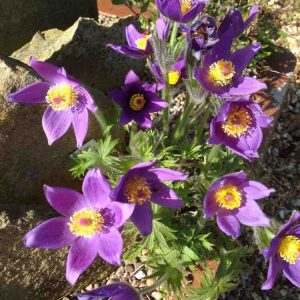 Silpurene “Vulgaris Blue”