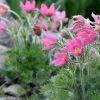 Silpurene “Vulgaris Pink”