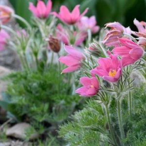 Silpurene “Vulgaris Pink”