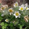 Silpurene “Vulgaris White”