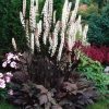 Sudrabsvece ķekarainā "Atropurpurea"