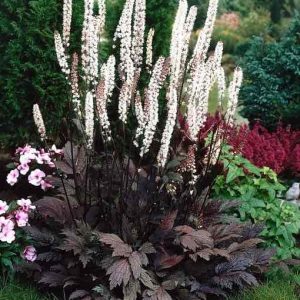 Sudrabsvece ķekarainā "Atropurpurea"