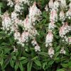 Tiarella “Spring Symphony”