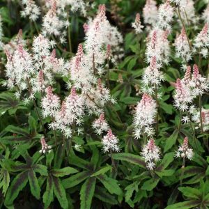 Tiarella “Spring Symphony”