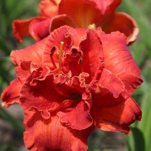 Dienlilija "Moses'Fire"