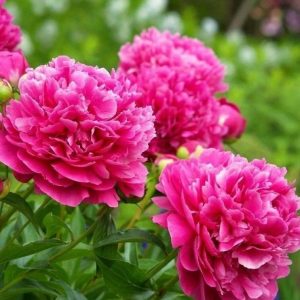 Peonija podā "Pink Parfait"
