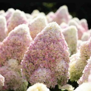 Hortenzija "Living Summer Love"