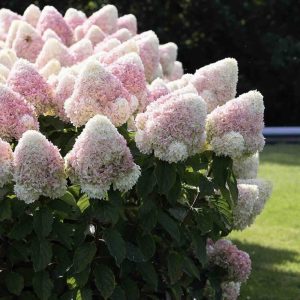 Hortenzija "Living Summer Love"