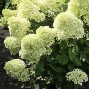 Hortenzija "Magical Kilimanjaro"