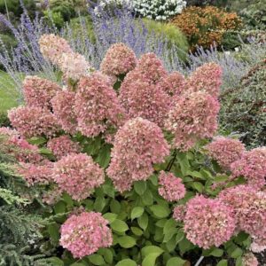 Hortenzija "Magical Candle"