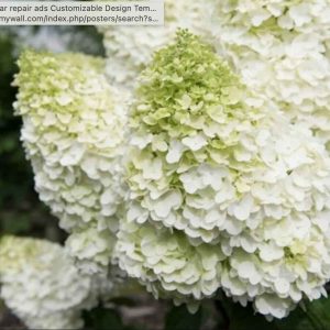 Hortenzija "Magical Montblanc"