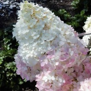 Hortenzija "Magical Andes"