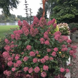 Hortenzija "Fire Light"