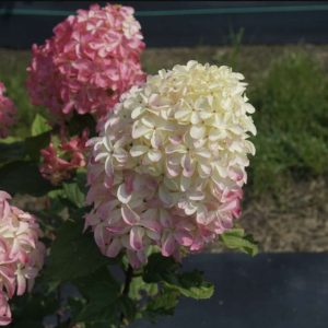 Hortenzija "Quick Fire Fab"