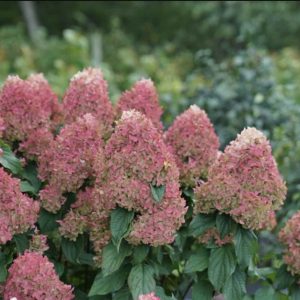 Hortenzija "Quick Fire Fab"