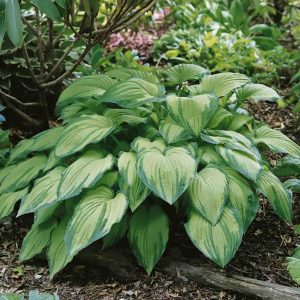 Hosta "Fortunei Albopicta"