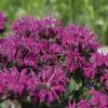 Monarda "Melua Burgundy"