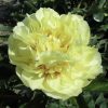 Peonija podā "Yellow Crown"