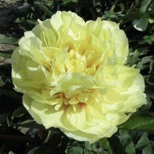 Peonija podā "Yellow Crown"