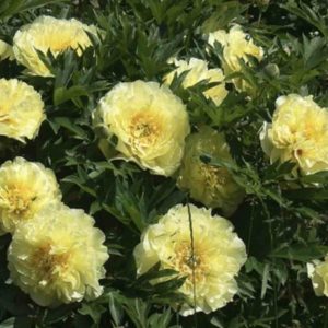 Peonija podā "Yellow Crown"