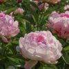 Peonija podā "Petite Elegance"
