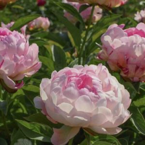 Peonija podā "Petite Elegance"