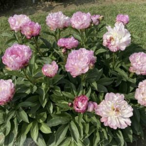 Peonija podā "Petite Elegance"