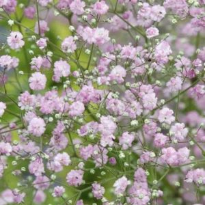 Plīvurpuķe / Ģipsene "Pink Festival"