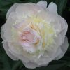 Peonija podā "Florence Nichols"