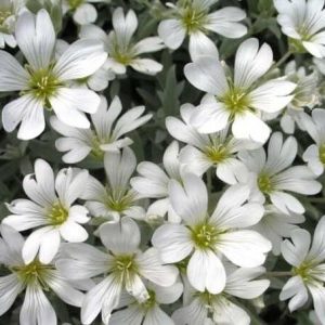 Tūbainā Radzene "Silver Carpet"