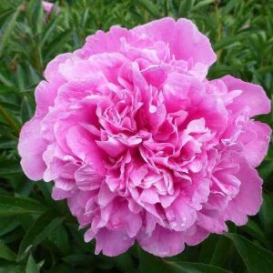 Peoniju sakne "Edulis Superba"