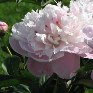 Peoniju sakne "Lady Alexandra Duff"