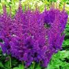 Astilbe "Blue"