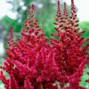 Astilbe "Red Skycraper"