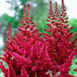 Astilbe "Red Skycraper"