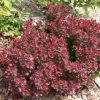 Bārbele "Atropurpurea Nana"