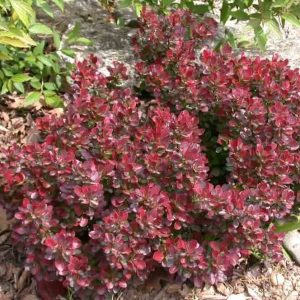 Bārbele "Atropurpurea Nana"