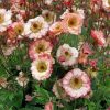 Bitene - Geum "Cosmopolitan"