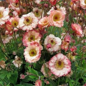 Bitene - Geum "Cosmopolitan"