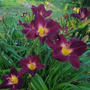 Dienlilija "Brīnumnakts"