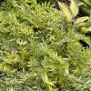Kāpnīte - Polemonium "Golden Feathers"
