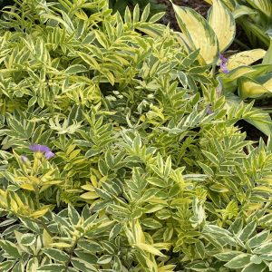 Kāpnīte - Polemonium "Golden Feathers"